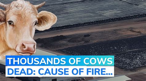 'Catastrophic': Thousands of cattle killed in Texas dairy farm fire